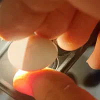تخم نطفه دار عروس هلندی