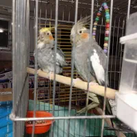 چهارتا عروس دستی و مولد|پرنده|تهران, شهرک شریعتی|دیوار