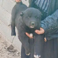 توله سگ قدرجونی|سگ|برخوار, |دیوار