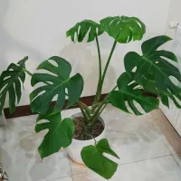 گلدان برگ انجیری
