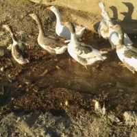 غاز|حیوانات مزرعه|خرمآباد, |دیوار