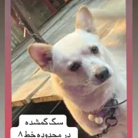 گمشده