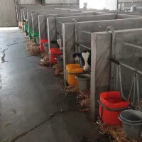 گوساله نرشیرخواره ۲۰۰راس فروشی