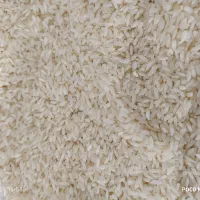 برنج محلی درجه یک