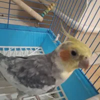 عروس هلندی  نر