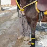 اسب کرد شش سال