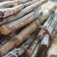 خرید انواع چوب به قیمت روز|خدمات باغبانی و درختکاری|قصابه, |دیوار