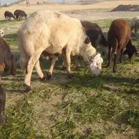 قوچ سفید|حیوانات مزرعه|اشترینان, |دیوار