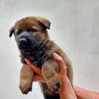 توله ژرمن ورک لاین سیبل|سگ|اشتهارد, |دیوار