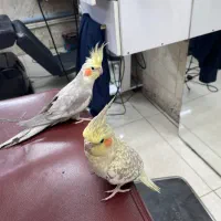 عروس هلندی رام و دستی قیمت توافقی