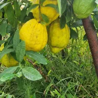 بالنگ|خوردنی و آشامیدنی|خرم‌آباد (تنکابن), |دیوار