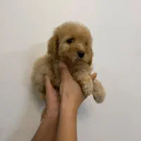 توی پودل/کم نظیر