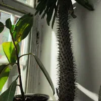 نخل ماداگاسکار.کاکتوس گل