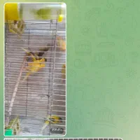 قناری  یسر ژیور