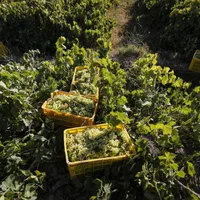 باغ انگور  ۸۵۰۰ متر چهاردیواری|فروش دفتر صنعتی، کشاورزی، تجاری|قزوین, |دیوار