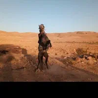 اسب|اسب و تجهیزات اسب‌سواری|قوچان, |دیوار