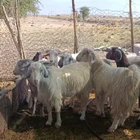 10راس چپش|حیوانات مزرعه|جیرفت, |دیوار