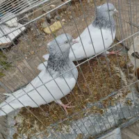 کفتر کله ای