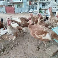 فروش بوقلمون بوربون و برنز و مرغ شاخدار مرغ محلی|حیوانات مزرعه|جوانرود, |دیوار