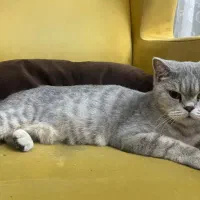 بریتیش سیلور ماده