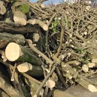 خریدار چوب باغی .کاتین صنوبر. چوب پرتقال.ساختمانی