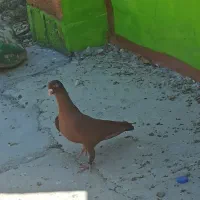 سرخ درجه یک