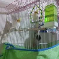 جفت عروس هلندی باقفس همه لوازم