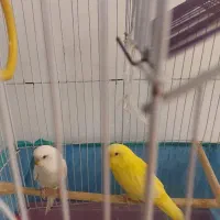 مرغ عشق قیمت خوب و بصرف