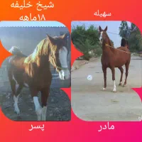 ابلق شاه نریان دو و نیم ساله خالص ایرانی|اسب و تجهیزات اسب‌سواری|یزد, |دیوار