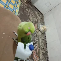 طوطی ملنگو سوخن گو کشیده|پرنده|شیراز, شهرک مهرگان|دیوار