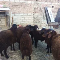 ۴عددبر نر ویک عدد ماده