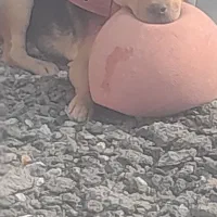 نژاد شیواوا پیتبول