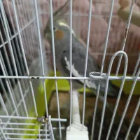 عروس هلندی نر و ماده معاوضه با کفتر|پرنده|مشهد, شهید قربانی|دیوار