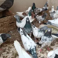 کبوتر|پرنده|بندر ماهشهر, |دیوار