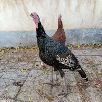 مرغ و بوقلمون|پرنده|اردبیل, |دیوار