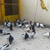 تعدادی پرنده  برای فروش سینه،سیا چشنوک،طوقی ۰۹۱۳|پرنده|مبارکه, |دیوار