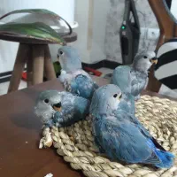 طوطی کوتوله سرلاکی|پرنده|پرند, فاز ۵|دیوار