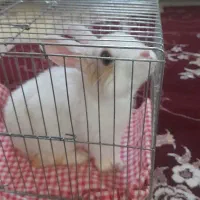 خرگوش زیبا و خال دار