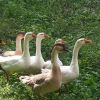 قوغاز میکس لیندا و خالماگوری|حیوانات مزرعه|رشت, حومه رشت|دیوار