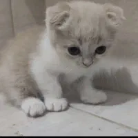 گربه بازیگوش پدر اسکاتیش و مادر پرشین