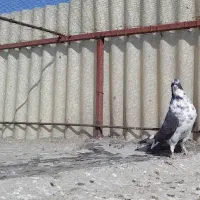 کفتر|پرنده|مشکیندشت, |دیوار