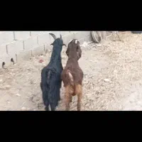 کهره نر مخصوص درخونه|حیوانات مزرعه|ارد, |دیوار