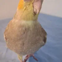 جوجه عروس هلندی ۴۵ روزه