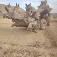 تنه گردوکهنسال تزئینی