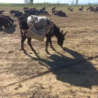 الاغ دوساله گله ای ارام به شرط