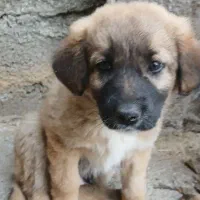 سگ گله ای نژاد سرابی|سگ|سرخرود, |دیوار