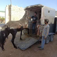 فروش اسبکش اسب کش|اسب و تجهیزات اسب‌سواری|گلپایگان, |دیوار