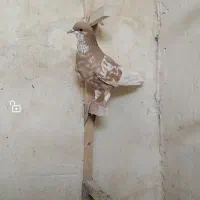 جفت خوش رنگ بدون عیب