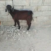 بزنر‌چاق‌به‌فروش‌میرسد