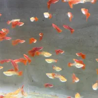 ماهی گوپی و کت خاص